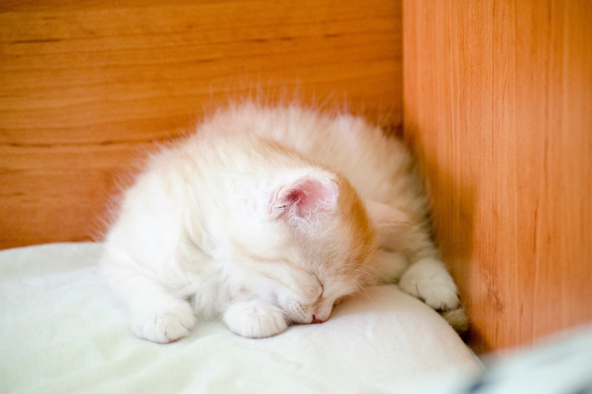 Kitty